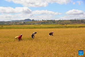 Wakulima wa Madagascar wakivuna mpunga kwenye shamba la kielelezo la Mpunga Chotara