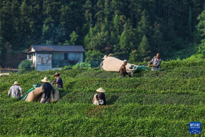 Chai ya majira ya joto yakaribisha mavuno mazuri  huko Jiande, Mkoa wa Zhejiang, China