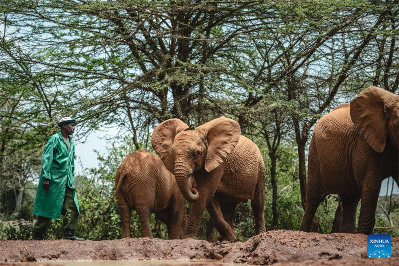 Tembo wakionekana kwenye picha katika Kituo cha Utunzaji wa Tembo Yatima jijini Nairobi, Kenya tarehe 16 Oktoba 2024. (Xinhua/Wang Guansen) 